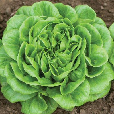 LETTUCE Salanova Green Batavia